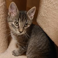 JAMAIQUE, chatte à adopter