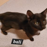BALI, chat à adopter