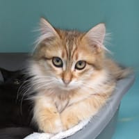 POLOCHON, chat à adopter