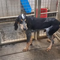 GUY, chien à adopter