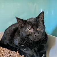 SPYRO, chat à adopter