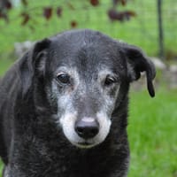 CHAMPION, chien à adopter