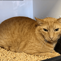 LOU, chat à adopter