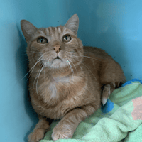 Gaston, chat à adopter