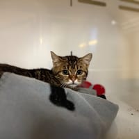 MARLOU, chatte à adopter