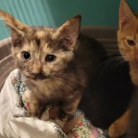 Tarte aux Pommes, chatte à adopter