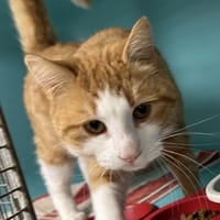GARFIELD, chatte à adopter