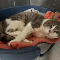 QUETZAL, chat à adopter