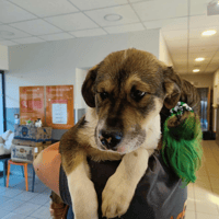 BAM QCN (réservée), chienne à adopter