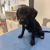 BONNIE, chienne à adopter