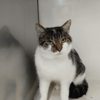 UPSY, chat à adopter