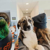 BOUM QCN (réservé), chien à adopter