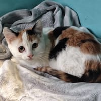 Manou, chatte à adopter