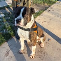 PAA 24021 SWAN, chien à adopter