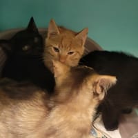 Lune, chatte à adopter