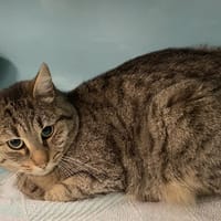 FLAMINA, chat à adopter