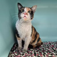 WENDY, chatte à adopter