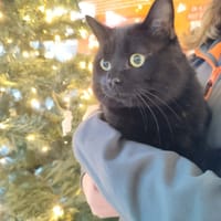 PATATRA QCT, chat à adopter