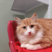 FLUFFY, chatte à adopter