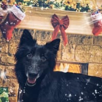 PIM'S, chienne à adopter