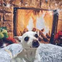 RIKY (RESERVE), chien à adopter