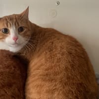 Tom, chat à adopter