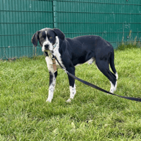 VOLVO, chien à adopter