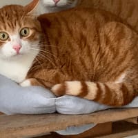 Clara, chatte à adopter