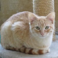 GLADYS, chatte à adopter