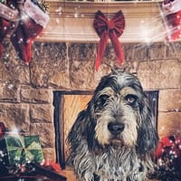 BOURVIL, chien à adopter