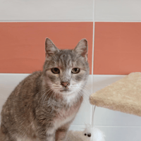 ANOUCHKA, chatte à adopter