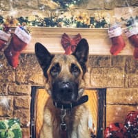 URBAN, chien à adopter