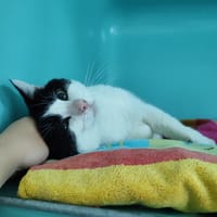 SALTO, chat à adopter