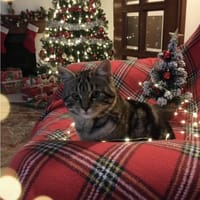 JUDE, gatto femmina da adottare