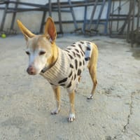 TAMI, chienne à adopter