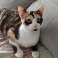 PRUNELLE, chat femelle européen junior, chatte à adopter