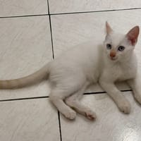ASTORIA, chaton femelle européen, chatte à adopter