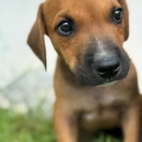 Goliath le ptit mignon, chien à adopter