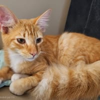 HORUS, chat junior mâle type européen, chat à adopter