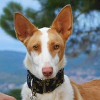 VALERIA, chienne à adopter