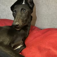 PERLA, chienne à adopter