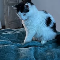 ANITA, chatte à adopter