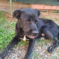 SCOUBIDOU, chien à adopter