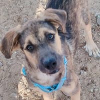 TASIO, chien à adopter