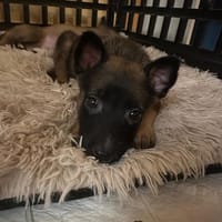 BLACK, chien à adopter