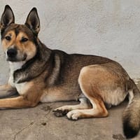 VALO, chien à adopter