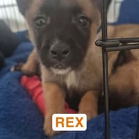 REX, chien à adopter