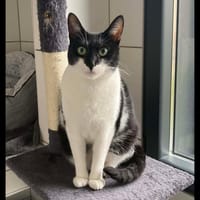 DOUCETTE, chatte à adopter