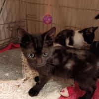 Belle, chatte à adopter