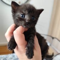 Tyro, chat à adopter